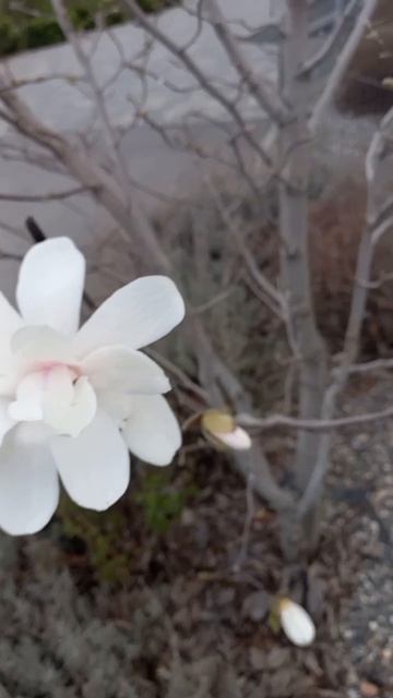 Мой город прекрасен в любое время года.Весна в Центральном парке.Зацвели Волгоградские магнолии.mp4