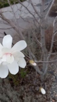 Мой город прекрасен в любое время года.Весна в Центральном парке.Зацвели Волгоградские магнолии.mp4