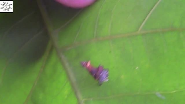 Uncle Steve Examines A Bagworm