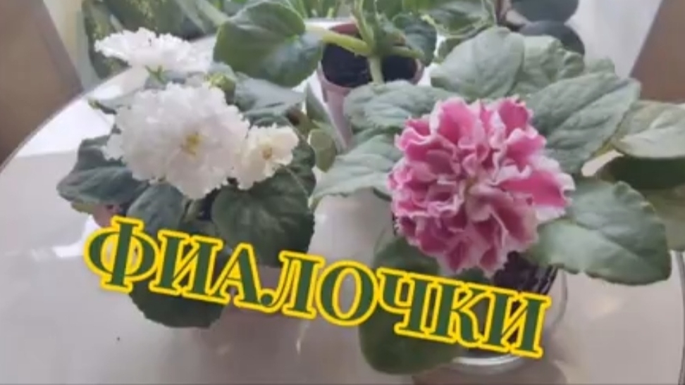 Фиалки (обзор от новичка).mp4