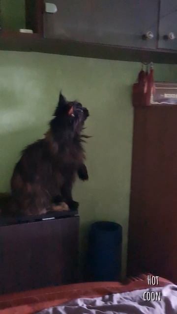 Всё ещё нет игрушек, но я не унываю