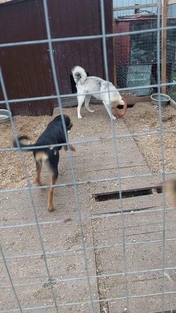 Выступление Хаси с обручем))