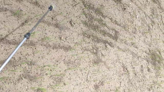 pagiispray ng pandamo sa sabog tanim sa tuyo
