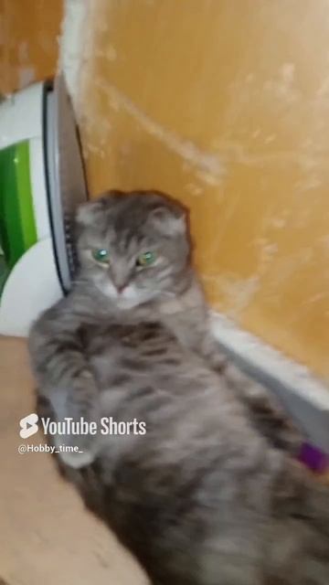 Бэйси 😻