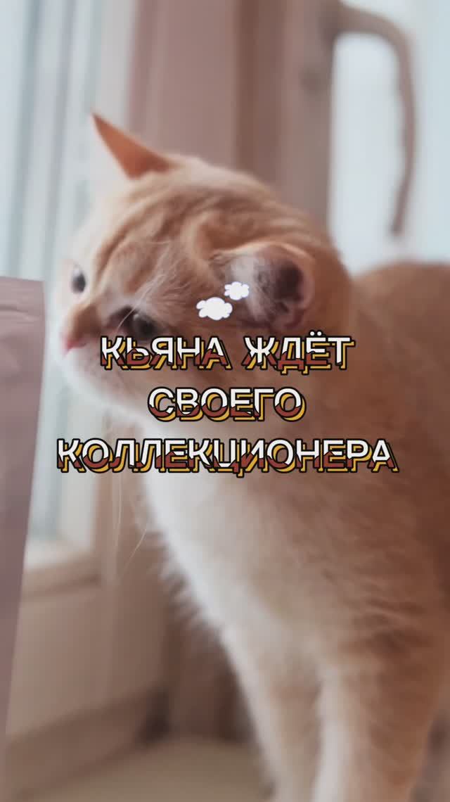Британская малышка редкий окрас «золотой шоколад»