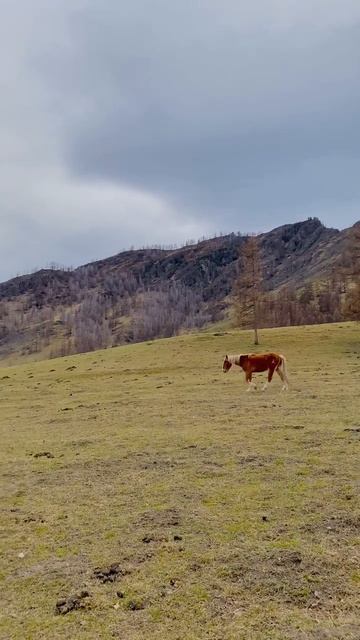 Горный Алтай | Онгудай