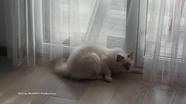 🐈 SAPHIR - ADORABLE FLUFFY KITTEN - Part 26