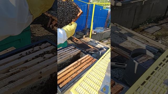 Собираем трутневый гомоенат