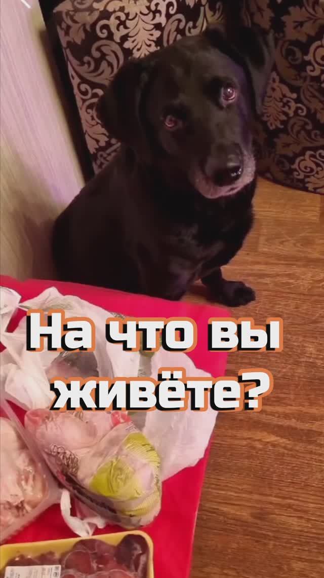 На что живёт собака?