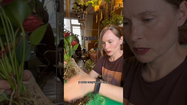Размножение антуриума