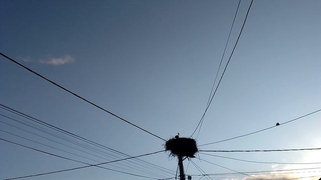 Roda u gnezdu - Ćuprija 06.04.2025