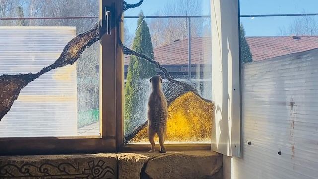 Я в зоопарке 
Сурикат