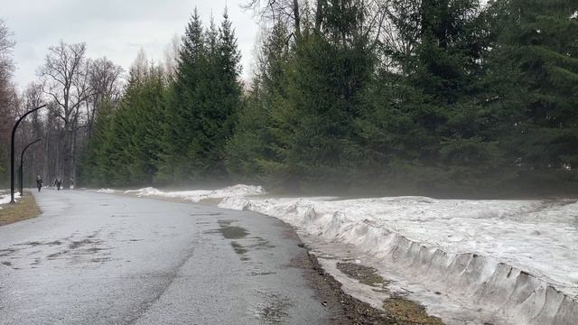 Интересное природное явление в лесу 07-04-2025