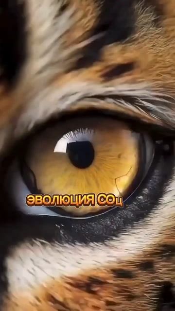 Новый уровень общения — соцсеть Юнилав!