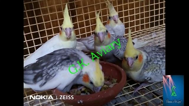 Soft Foods For Birds - What MY Birds Love To Eat !!!
