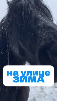 Жеребенок подрастает, а на улицу вернулась зима