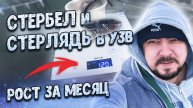 Стербел и Стерлядь в УЗВ _ Рост за месяц