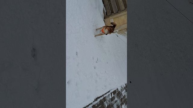 Прогулка с Ниiйтом.