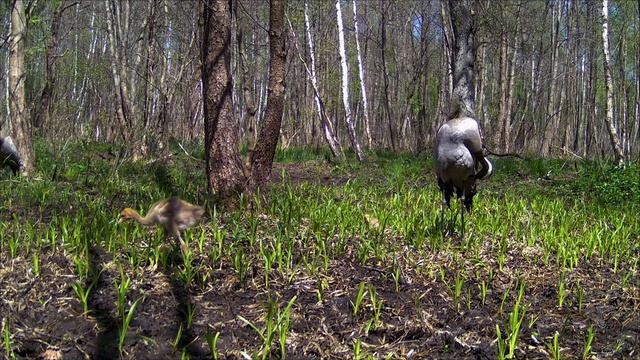 Семья серых журавлей с птенцами