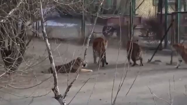 тигры разных пород