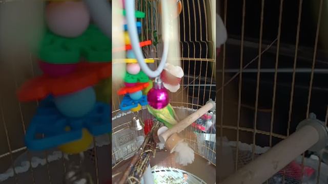 попугай Кеша