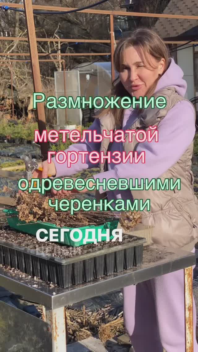 Размножение метельчатой гортензии одресневевшими черенками.