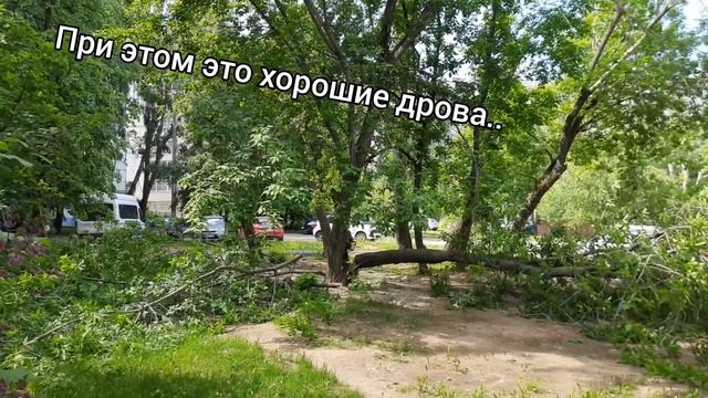 Топ один дерево-вредитель России!