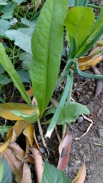 Prickly Lettuce🍃🌿🌱Plant .#satisfying #trending #shorts
