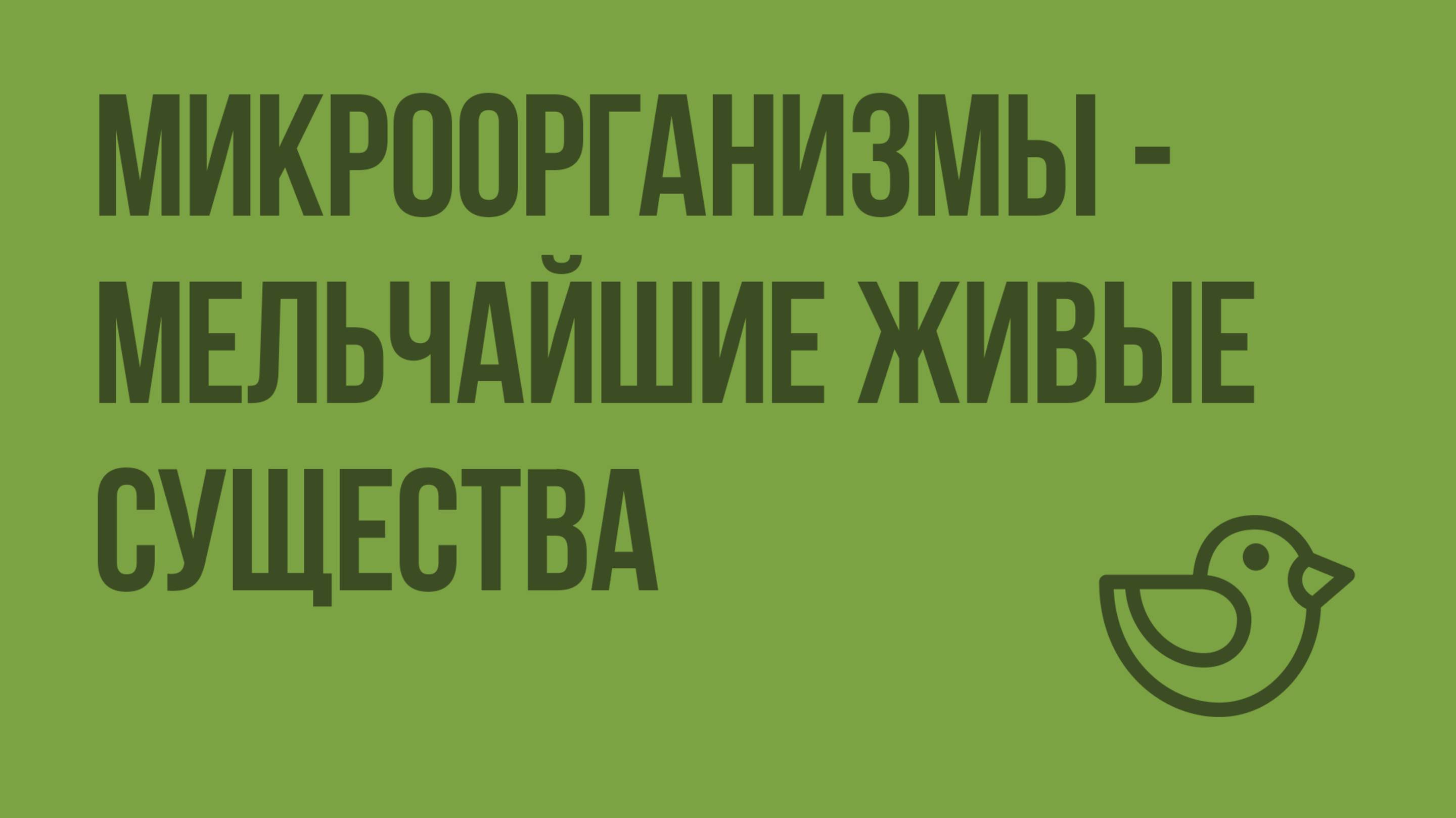Микроорганизмы - мельчайшие живые существа. Видеоурок по окружающему миру 1 класс