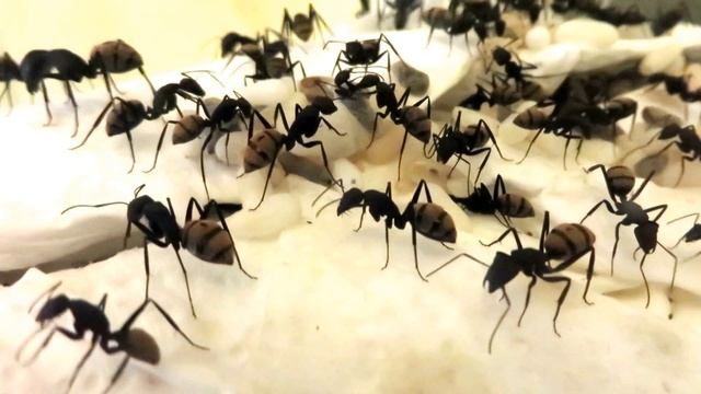 Camponotus fulvopilosus, emerging worker.