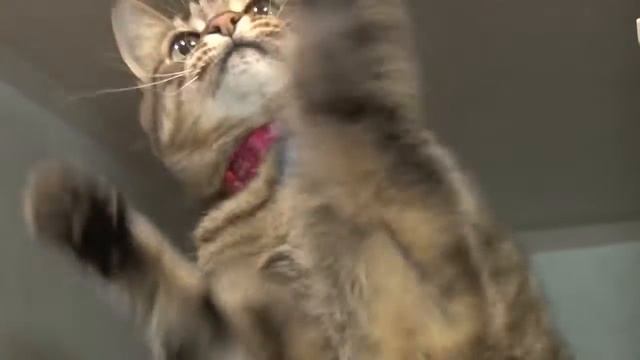 Коты и кошки видео создано в Movavi Video