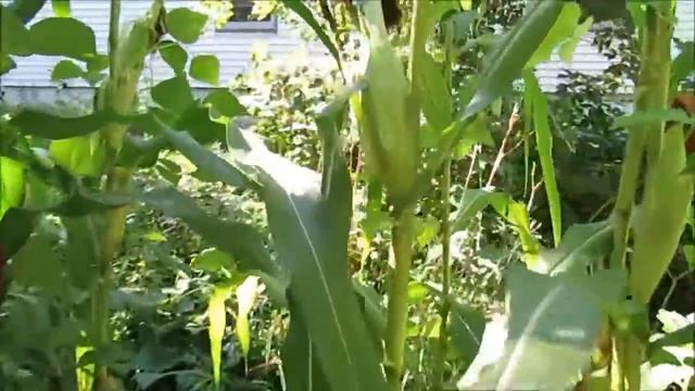 Three sisters plot update -- Aug