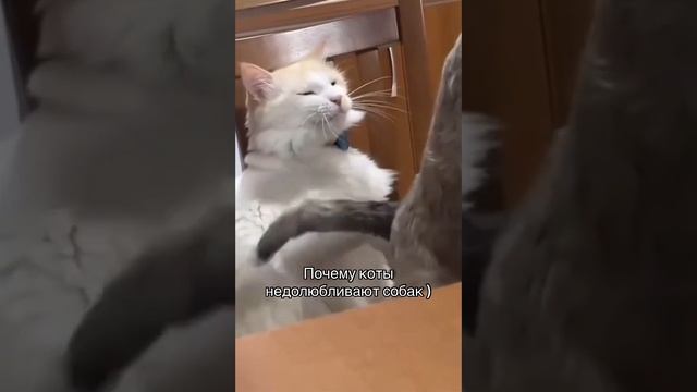 Котяуу 😂✌️