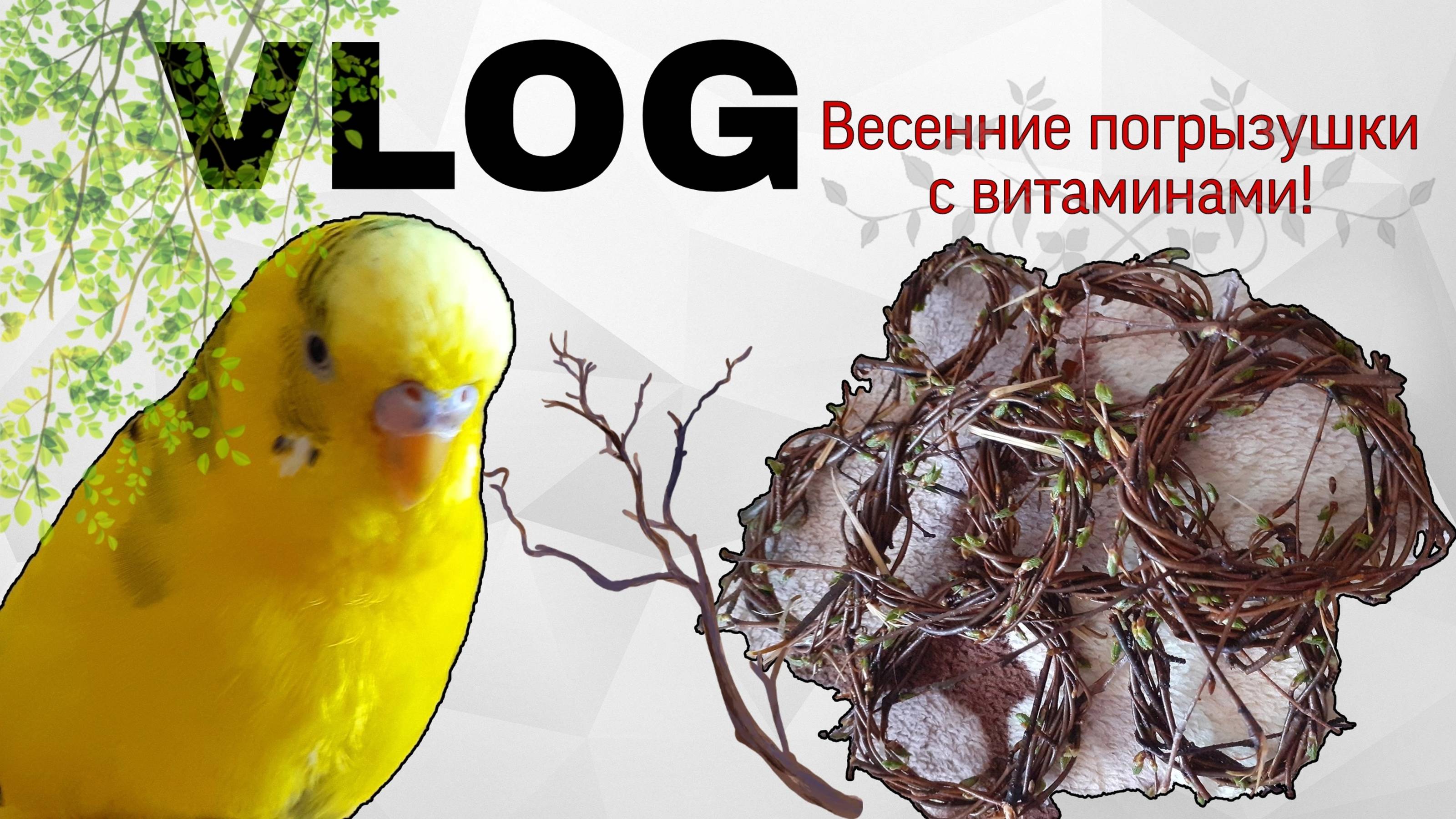 ВЛОГ / Весенние, молодые погрызушки из веточек, для попугаев с почками и молодыми листьями!