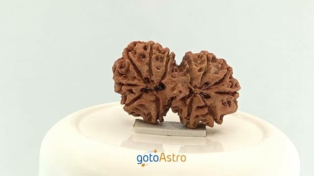 Gauri Shankar Rudraksha