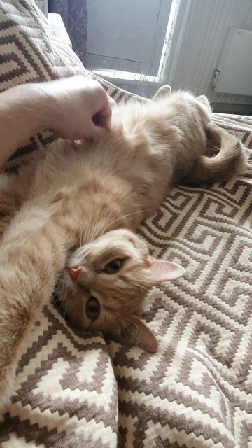 Мой любимый котик:)!