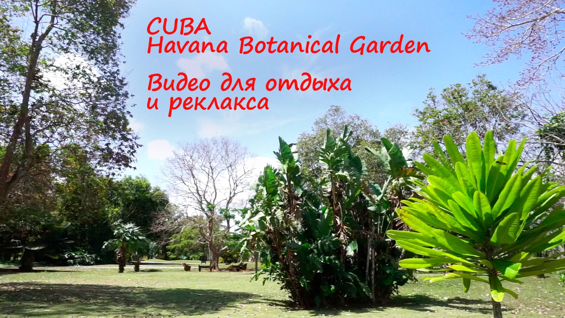 Havana Botanical Garden, Cuba / Jardín botánico de la Habana, Cuba / Ботанический сад Гаваны, Куба