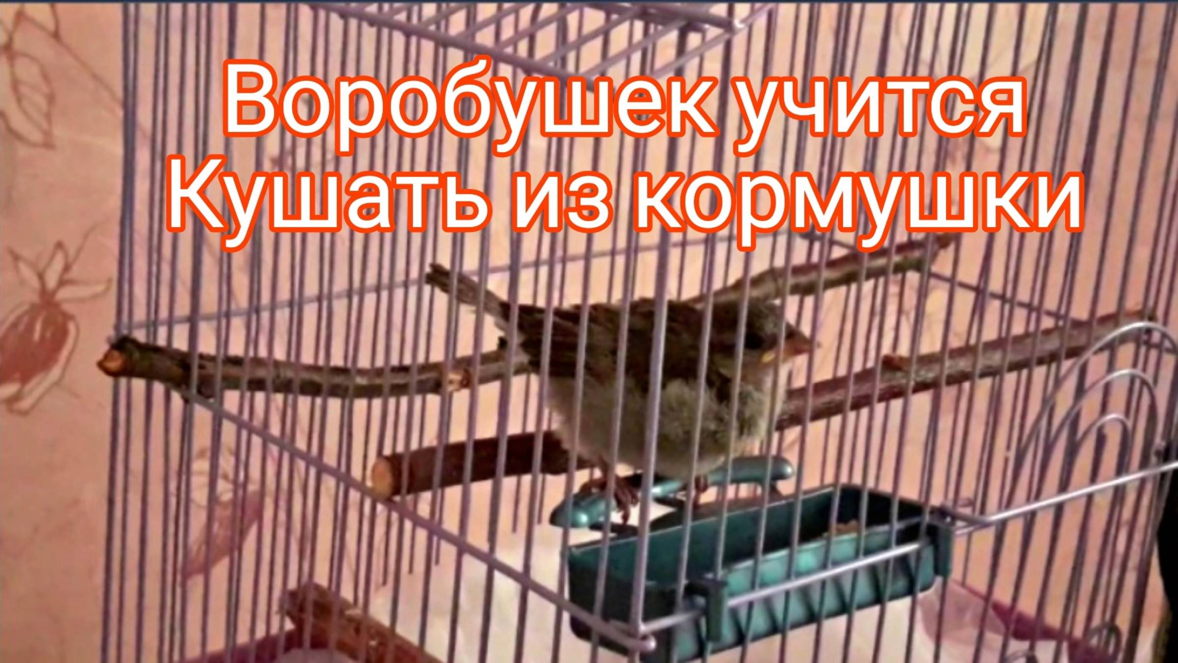 ВОРОБЕЙ НАКОНЕЦ ТО УЧИТСЯ КУШАТЬ САМОСТОЯТЕЛЬНО ИЗ КОРМУШКИ. СПАСЕНИЕ ПТЕНЦА