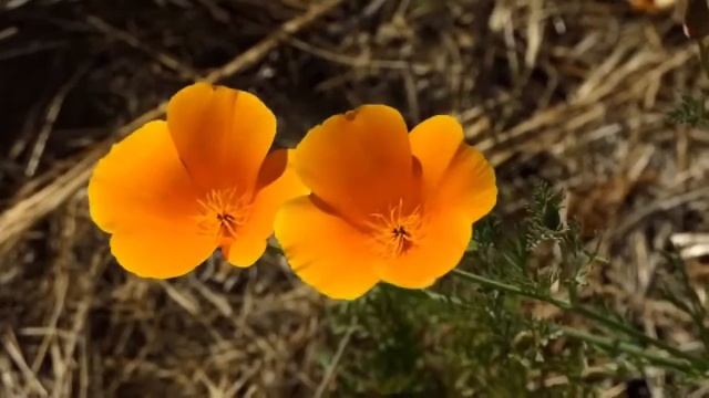 Golden Flower of Golden State-California Poppy
