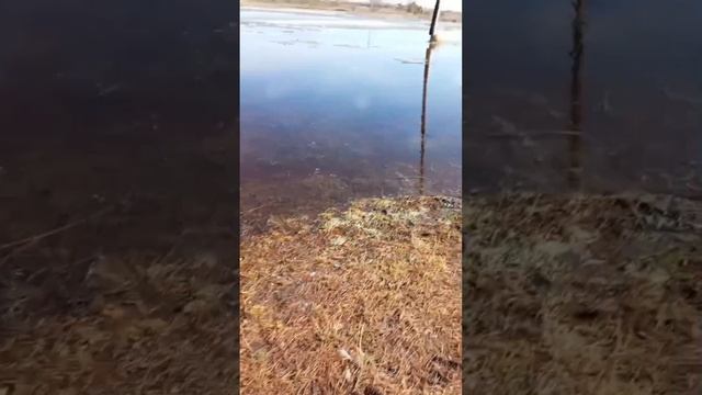 Весна. Речка вышла из берегов,затопило ....