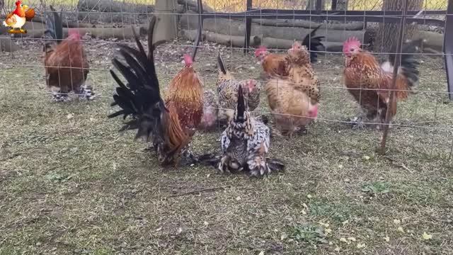 Идеальное птицеводство достойно восхищения 🐓🦆🦢🦚🦃🐔 эпизод (140)