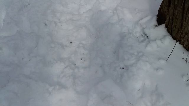 Снежная база  #1