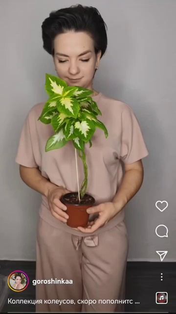 Колеусы вегетативные🌱
