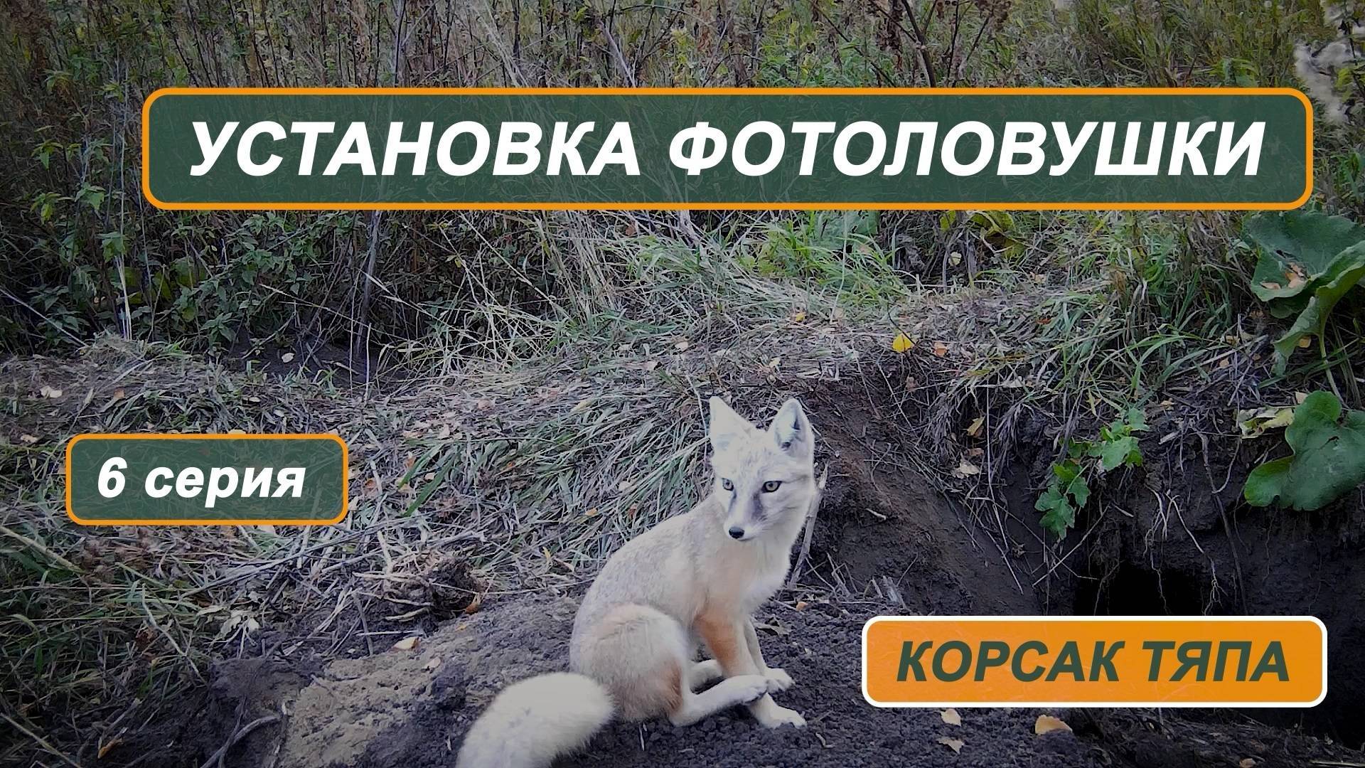 Фильм "Корсак Тяпа". 6 серия. Установка фотоловушки