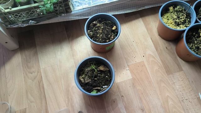 Первая обрезка саженцев гортензии