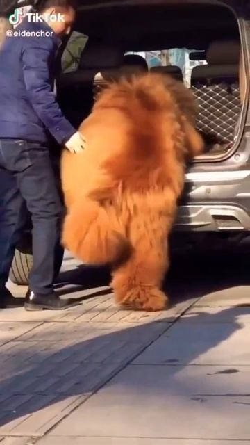 Guess his weight 😱