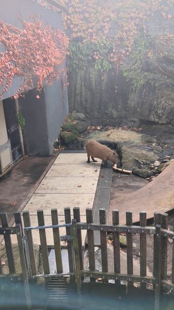 Capybara eating wood#Biggest Rodent#Australia