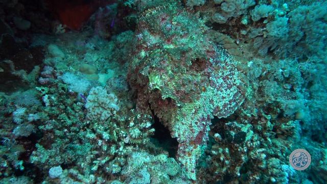 Diving Marsa Alam july 2018