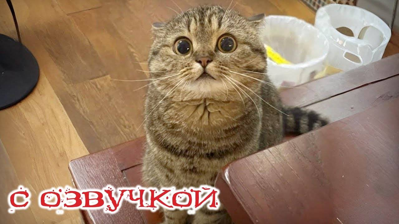 Приколы с котами! С ОЗВУЧКОЙ! СМЕШНЫЕ КОТЫ И КОШКИ! Самые смешные животные! До слез!