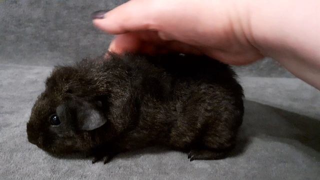 американский тедди лимонный солид агути из питомника ZLATO VLASKA
